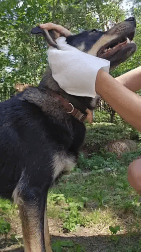 PupiFresh mitrie kopšanas cimdi suņiem un kaķiem