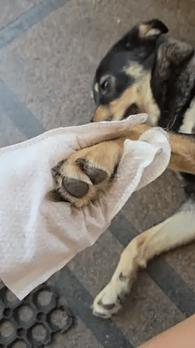 PupiFresh mitrie kopšanas cimdi suņiem un kaķiem